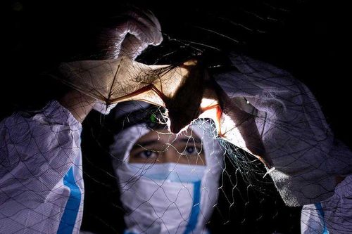 'Thợ săn virus' ở Philippines để ngăn ngừa đại dịch