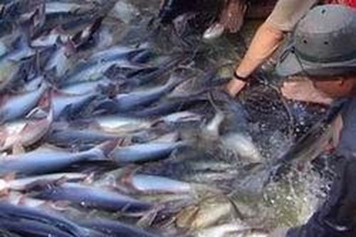 Phòng, chống dịch bệnh nguy hiểm trên thủy sản