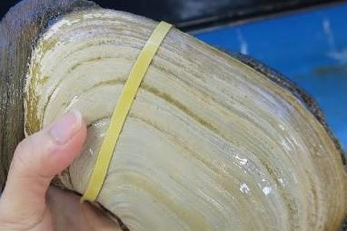 Tu hài Canada khổng lồ đổ về Việt Nam, giá rẻ chưa từng có