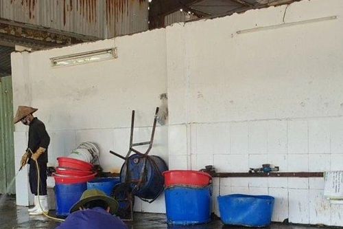 Đà Nẵng: Dân phải lánh nạn vì trung tâm giết mổ gây ô nhiễm