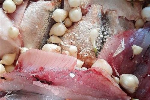 Delicious dishes from sardines