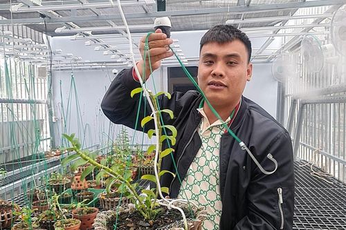Thu thuế đối với vụ mua lan đột biến gần 300 tỷ thế nào?