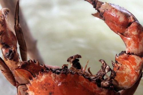 Cà Mau: Cua chết bất thường trên diện rộng