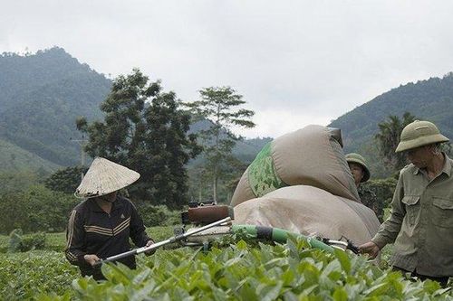 Bỏ thành phố, hàng chục thanh niên lên rừng 'biến sỏi thành cơm'