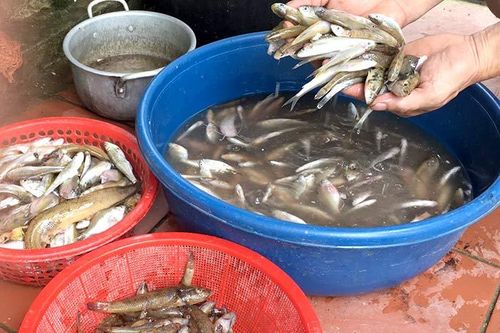 Cá bống suối