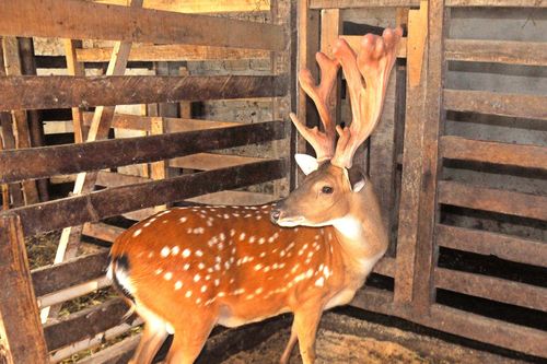 Chiêm ngưỡng cặp nhung 'khủng' trên lãnh địa hươu sao