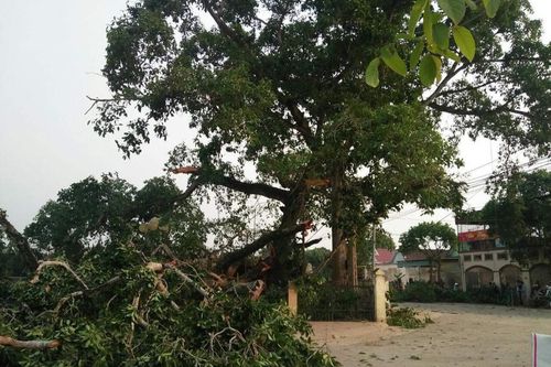 Cây đa hơn 300 tuổi ở Nghệ An bất ngờ gãy đổ, 4 học sinh bị thương