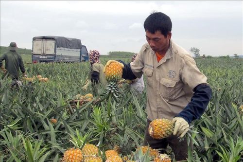 Tiêu thụ nông sản trong tình huống khẩn cấp - Bài cuối: Điểm tựa cho tiêu thụ nông sản bền vững