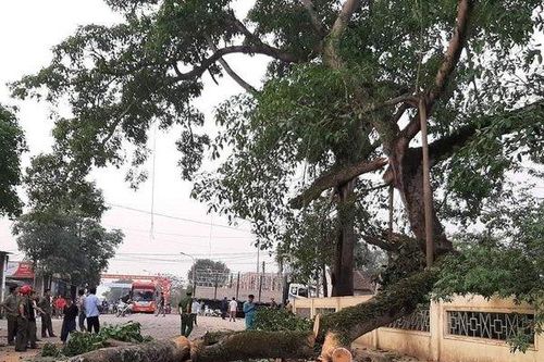 Cành cây đa 300 tuổi bất ngờ bị gãy, đè 4 em học sinh bị thương