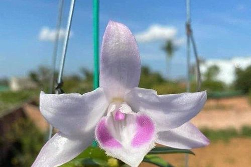Nghệ nhân lan Nguyễn Hữu Tuyền - Yêu thích và quyết tâm chinh phục loài hoa kiêu Kỳ