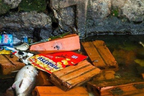 Nước hồ Tây chuyển màu xanh rêu đậm, nhiều dấu hiệu ô nhiễm