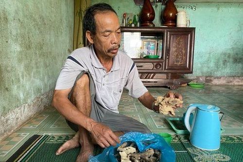 Trồng dó bầu lấy trầm hương: Giấc mộng giữa đại ngàn