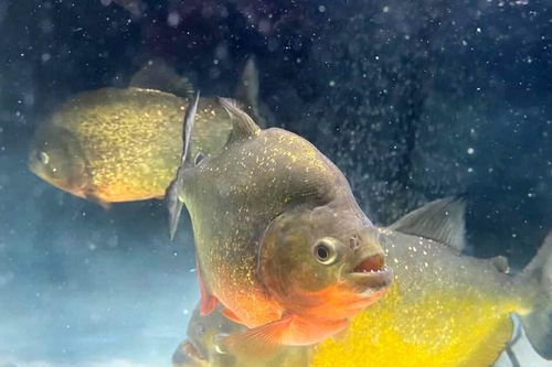 Bị cấm, cá piranha vẫn được bán tràn lan