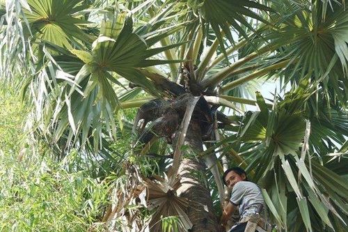 Lý do người dân vùng Bảy Núi bán cây thốt nốt đặc sản cho thương lái