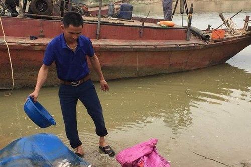 Nghệ An: Cá chết trắng trên sông, không phát hiện vấn đề bất thường?