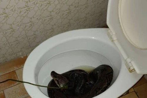 Đang đi vệ sinh, kinh hãi khi bị trăn dài 3m cắn vào mông
