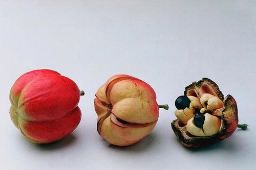 Mất mạng như chơi với quả Ackee đặc sản của người Jamaica