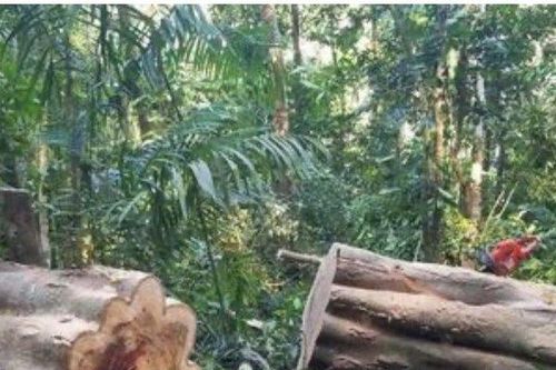 Khởi tố đối tượng khai thác gỗ trái phép