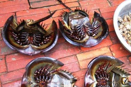 Một người đi cấp cứu sau khi ăn sam