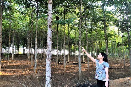 Chư Păh đẩy mạnh trồng rừng phân tán trên đất rẫy