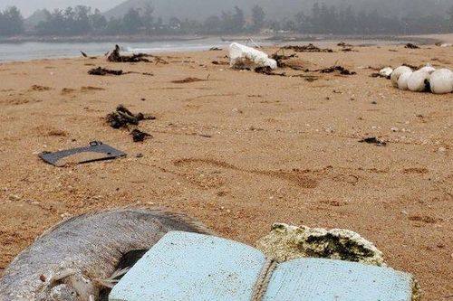 Cá chết hàng loạt trôi vào bãi biển, ngư dân không dám ra khơi