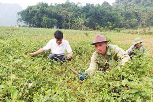 Sản xuất sạch, nâng tầm thương hiệu cà gai leo Yên Thủy
