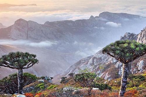 Kỳ lạ quần đảo chứa đầy loài thực vật của 'người ngoài hành tinh'