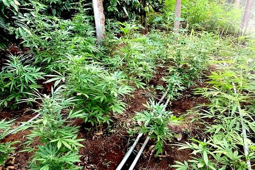 Phát hiện đối tượng trồng hơn 1,3 nghìn cây cần sa trong vườn