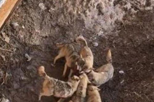 Clip: Chó cảnh tan xác trước bầy sói vì rơi vào vườn thú