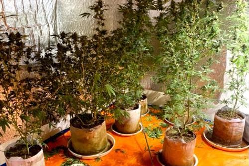 Lắp điều hòa, đèn điện chiếu sáng... để trồng cây thuốc phiện