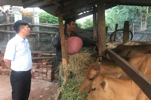 Gia Lai: Nắng nóng dễ phát sinh dịch bệnh trên đàn gia súc