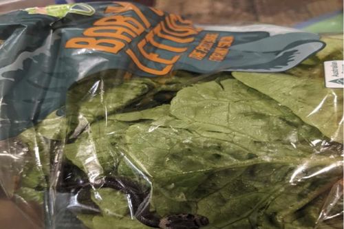 Tá hỏa phát hiện rắn độc còn sống trong túi rau diếp mua tại siêu thị