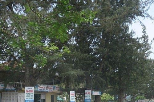 Khu du lịch Đồ Sơn sẽ có phố đi bộ