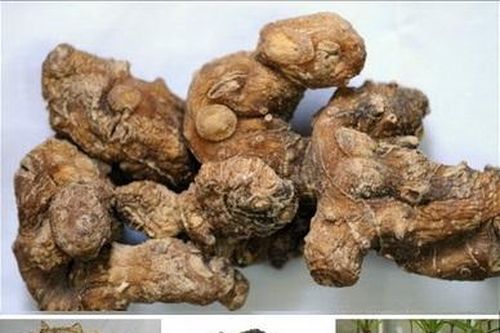 Hoàng tinh chủ trị tỳ vị hư nhược