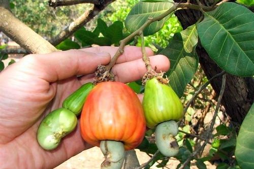 Hàng ngoại đổ về, đặc sản Việt giảm giá kỷ lục, dân kêu lỗ nặng