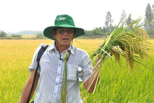'Cha đẻ' gạo ST25 Hồ Quang Cua: Gạo được đăng ký thương hiệu ở Mỹ là điều tốt