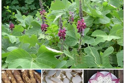Bài thuốc phòng trị nóng trong người