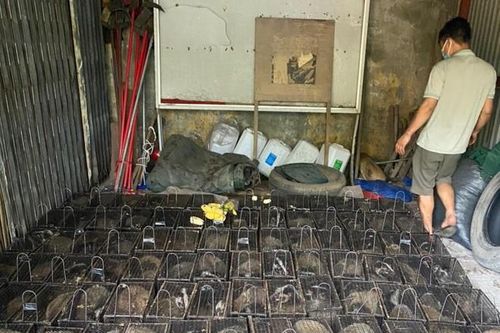 Bắc Giang: Phát hiện xe tải chở 100 con thú quý hiếm