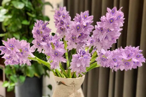 Ngỡ ngàng vì vẻ đẹp của bình hoa lục bình 'rẻ như bèo' của cô gái 8x