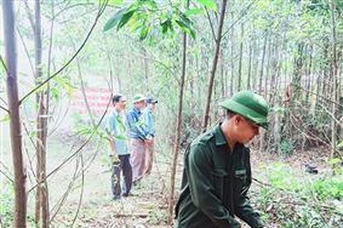 Gio Linh tăng cường quản lý, bảo vệ rừng