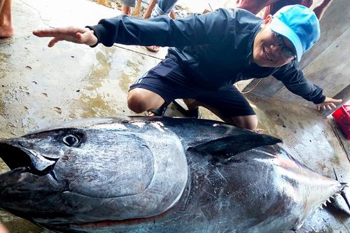 'Lần đầu tiên tôi thấy cá ngừ đại dương nặng 230 kg cắn câu'