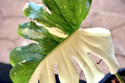 Nửa tỷ đồng một lá cây kiểng đột biến