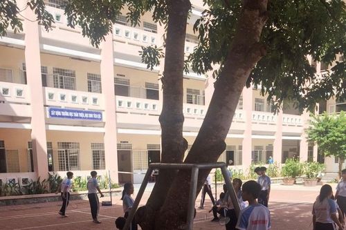 Mùa mưa bão tại Cần Thơ: Trường học lo 'sức khỏe' cây xanh