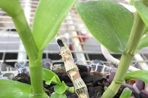 Thơ trào phúng: Đầu tư 'lan đột biến'