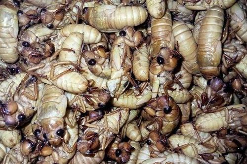 Ngỡ ngàng giá thịt ve sầu non tiền triệu đầu hè