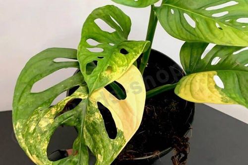 Cây trầu bà đột biến được bán với giá 'không tưởng' trong chưa đầy 30 phút