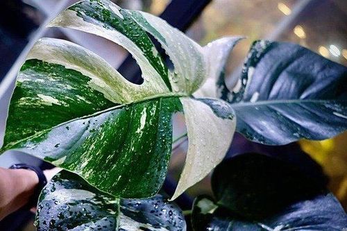 Cây cảnh đột biến 'đếm lá tính tiền': Chuyên gia cảnh báo lan var 'phiên bản' mới