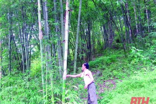 Phân bổ vốn ủy thác trồng rừng thay thế cho các địa phương trên địa bàn Thanh Hóa