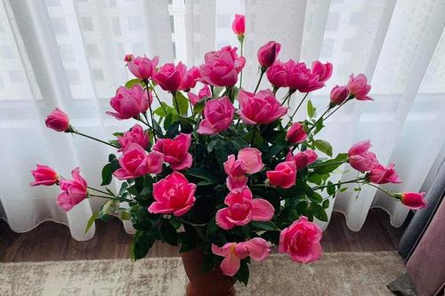 Những lời chúc ý nghĩa dành cho Ngày của Mẹ