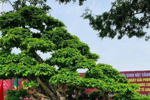 Người đàn ông coi cây cảnh như tri kỷ, khách trả giá nào cũng không bán